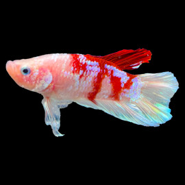 Betta mâle Halfmoon Plakat N°3