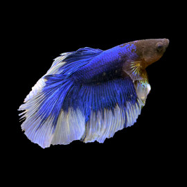 Betta mâle HalfMoon N°4