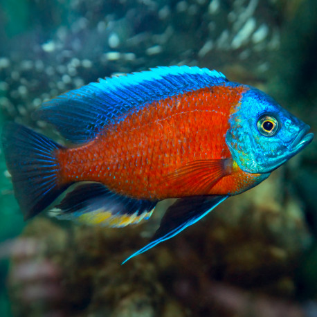 Copadichromis borleyi 7-8cm - Full Colors Selection