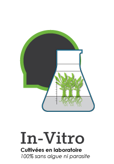 Gamme de plantes pour aquarium In Vitro - plantes de laboratoire garanties sans algues ni parasites (escargots par exemple)