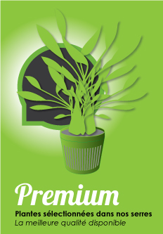 Gamme de plantes pour aquarium premium - plantes sélectionnées dans nos serres. La meilleure qualité disponible