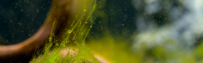 Algue verte filamenteuse en aquarium