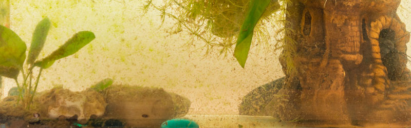 Algues brunes en aquarium