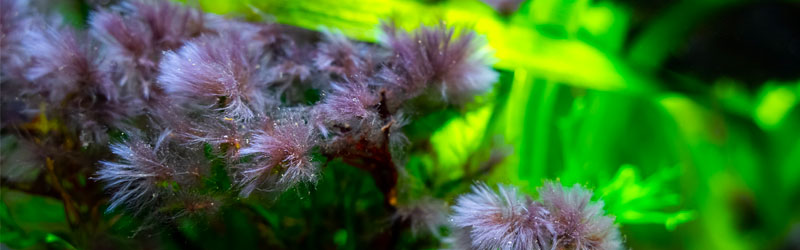 algues pinceaux noires en aquarium