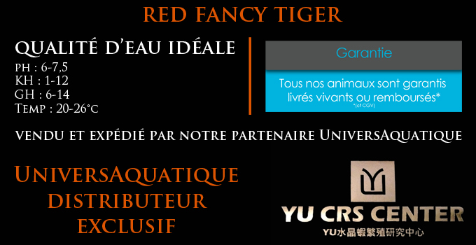 UniversAquatique distributeur exclusif, vendu et expédié par notre partenaire UniversAquatique, qualité d’eau idéale, ph : 6-7,5 KH : 2-12 GH : 10-15 Temp : 20-28°c, red fancy tiger, yu ces center