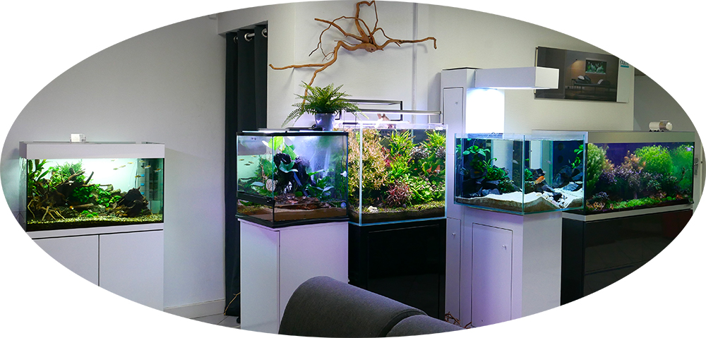 Plantes flottante aquarium - Cdiscount