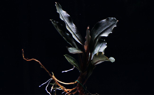 bucephalandra theia production européenne