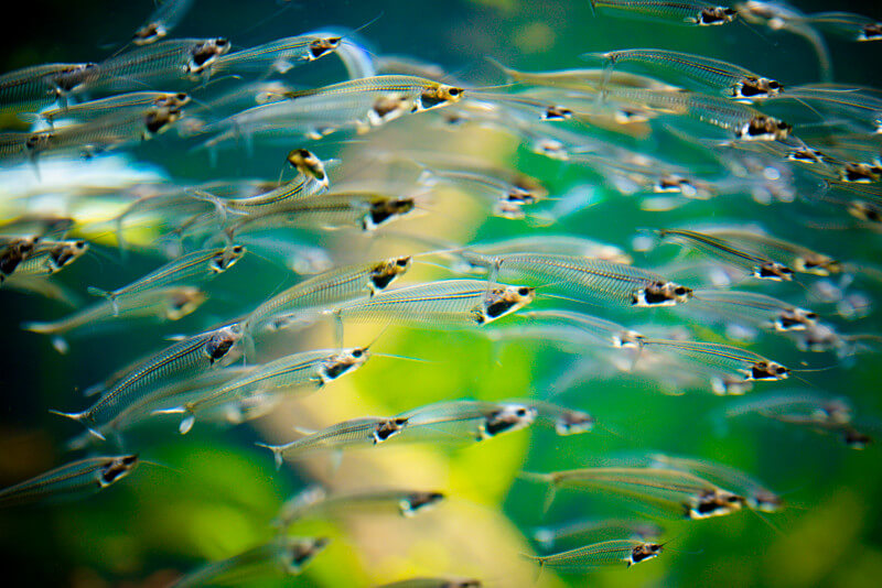 xryptopterus bicirrhis - silure de verre - poisson d'aquarium