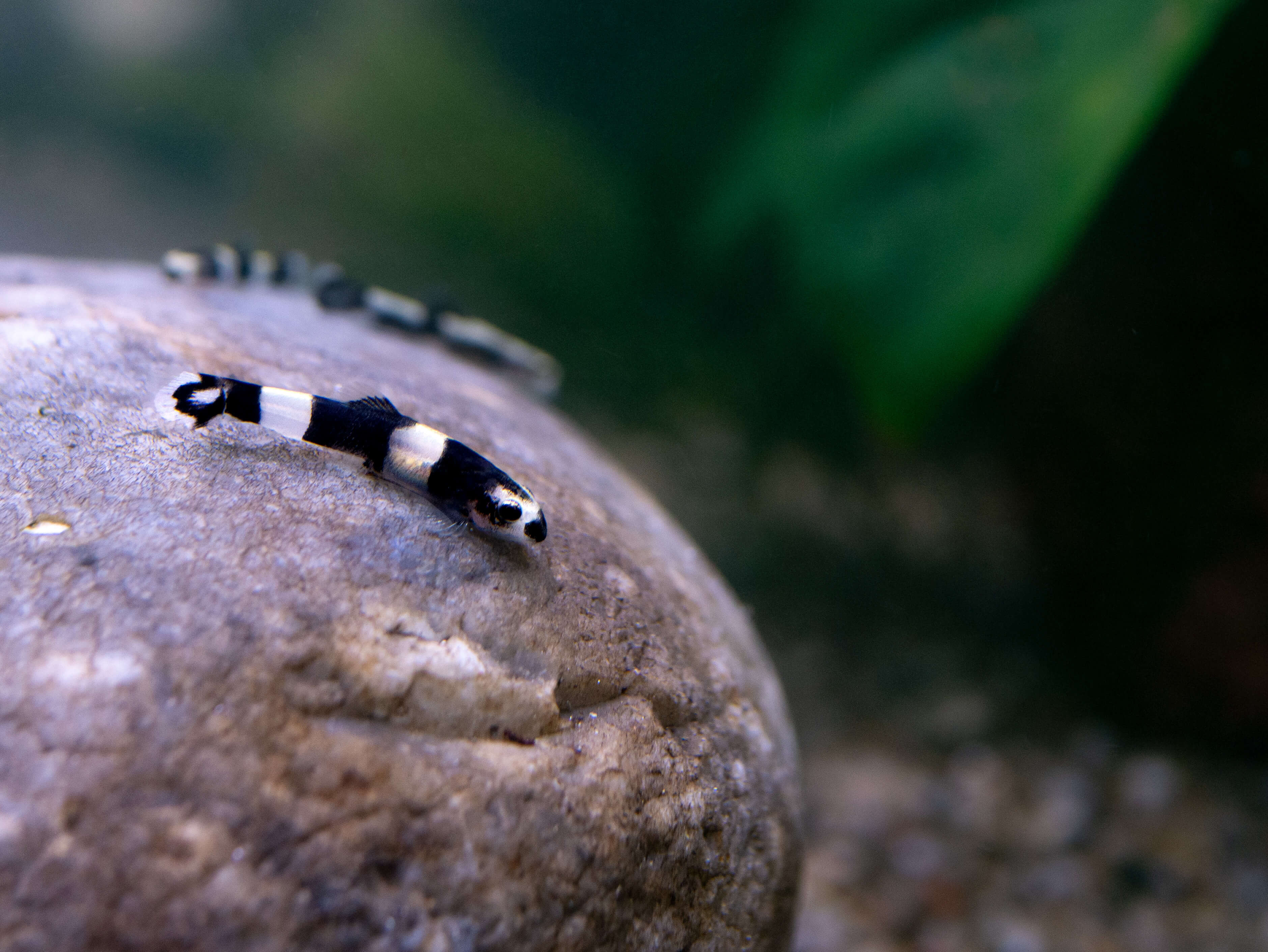 protomyzon pachychilus - loche panda- poisson d'aquarium