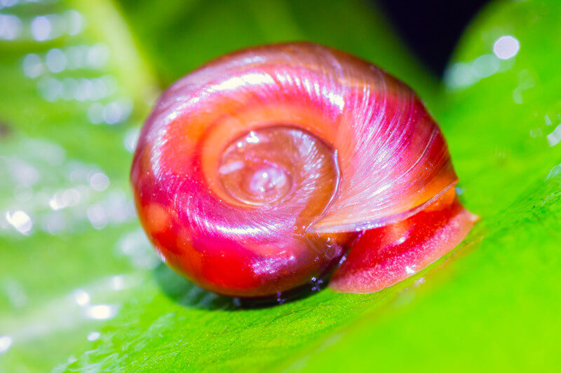 escargot planorbe red
