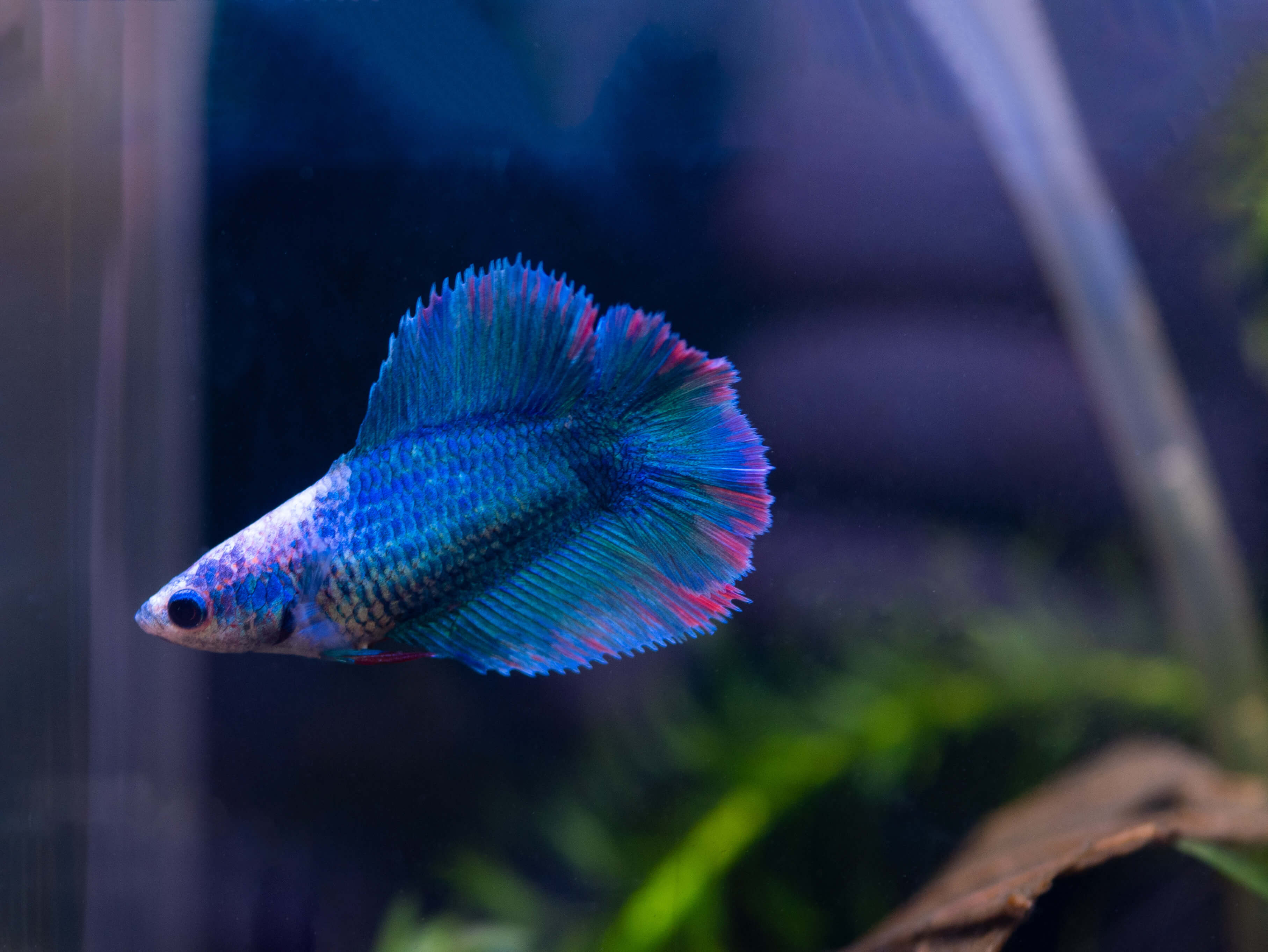 betta double tail mtb 2020