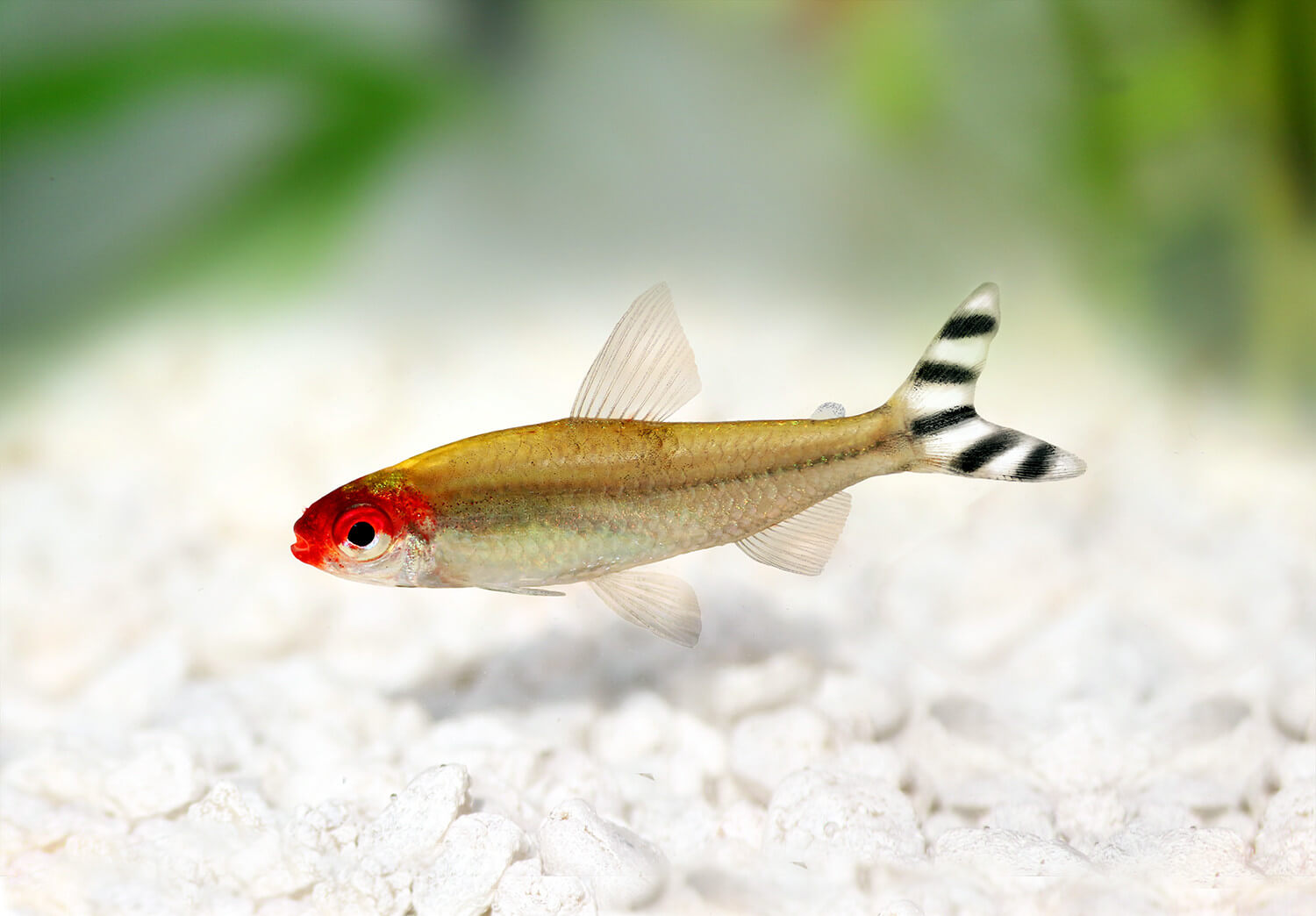 poisson nez rouge aquarium
