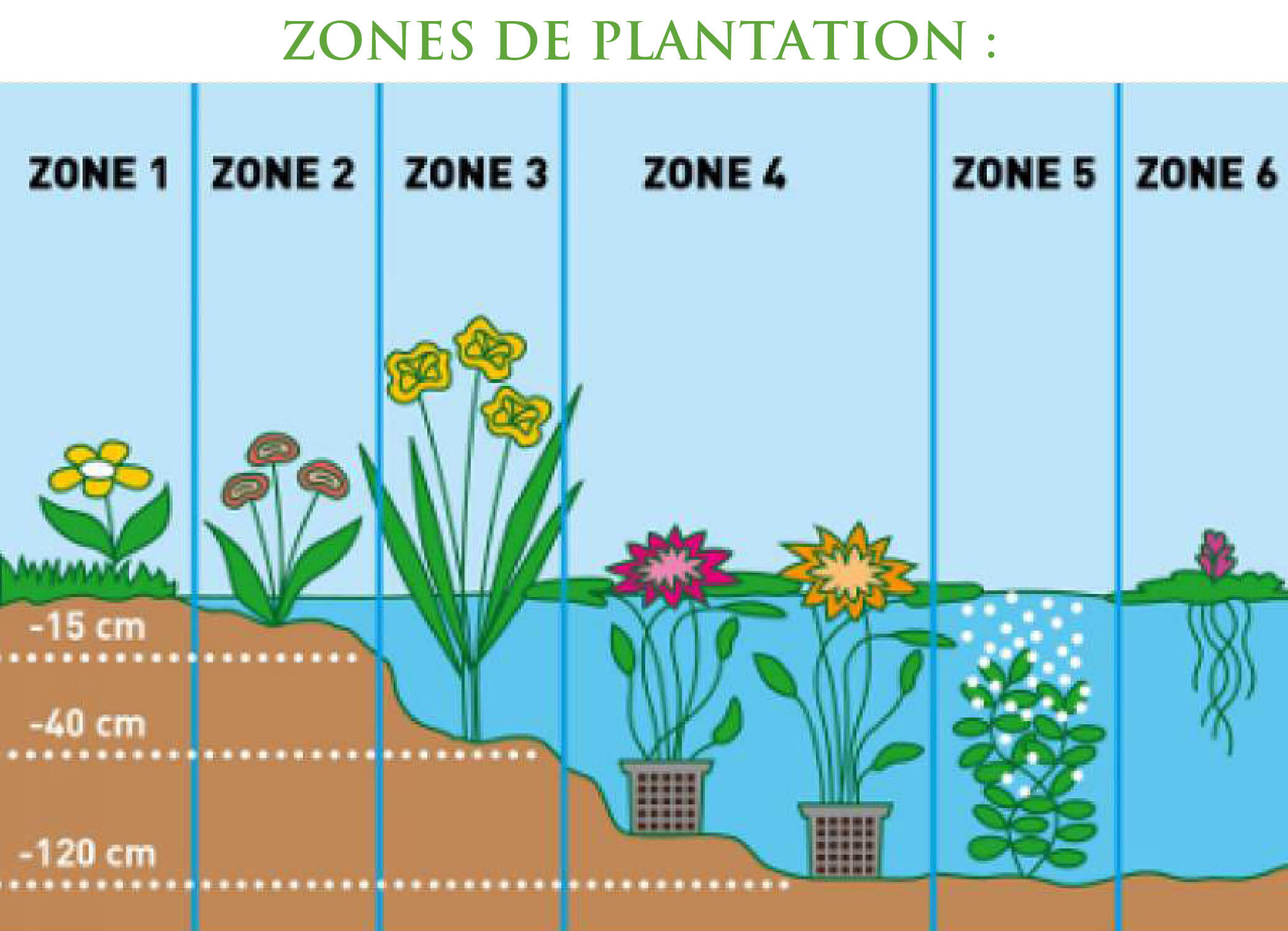 zone de plantation des plantes de bassin