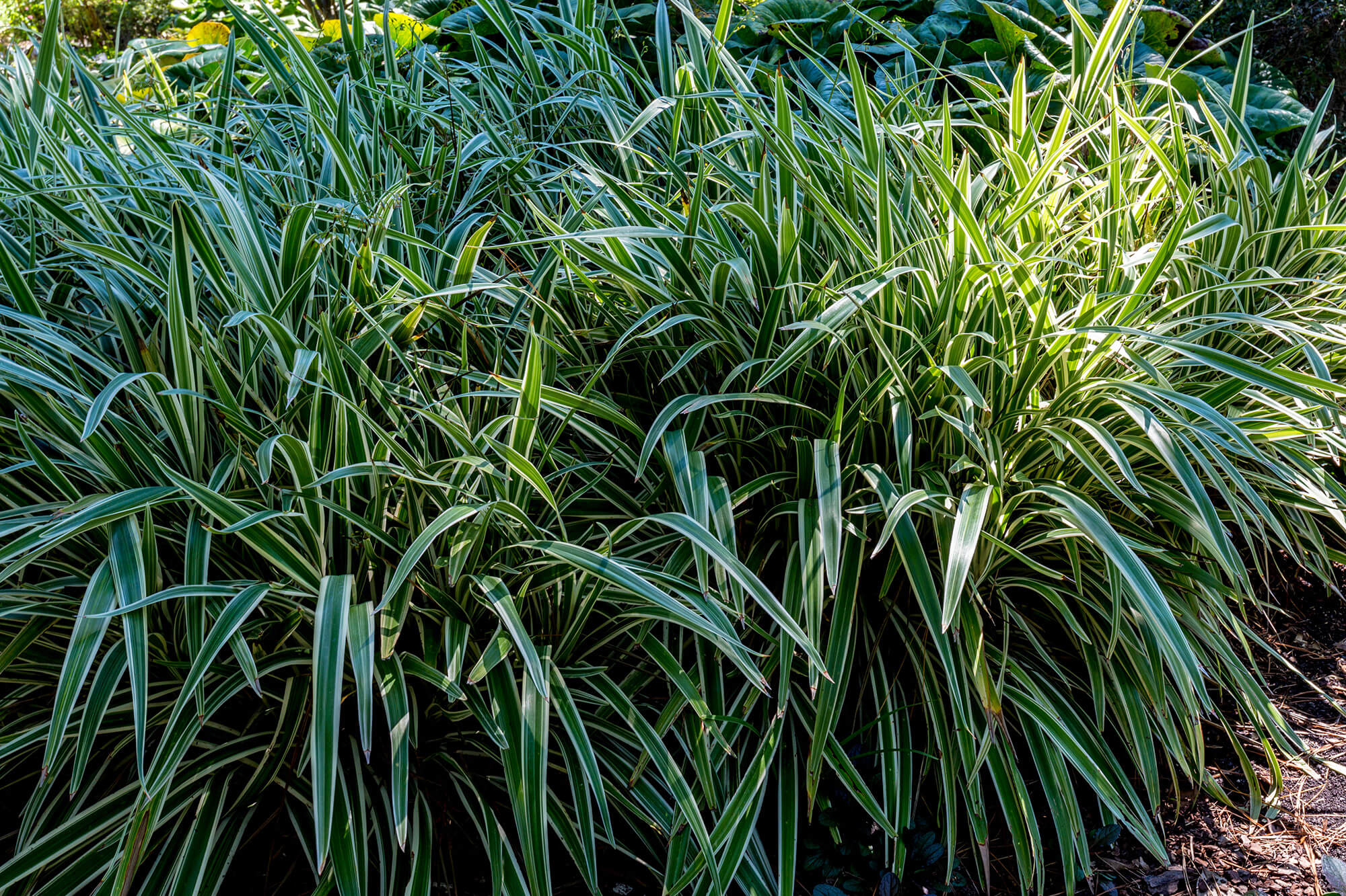 acorus calamus variegated plante de bassin