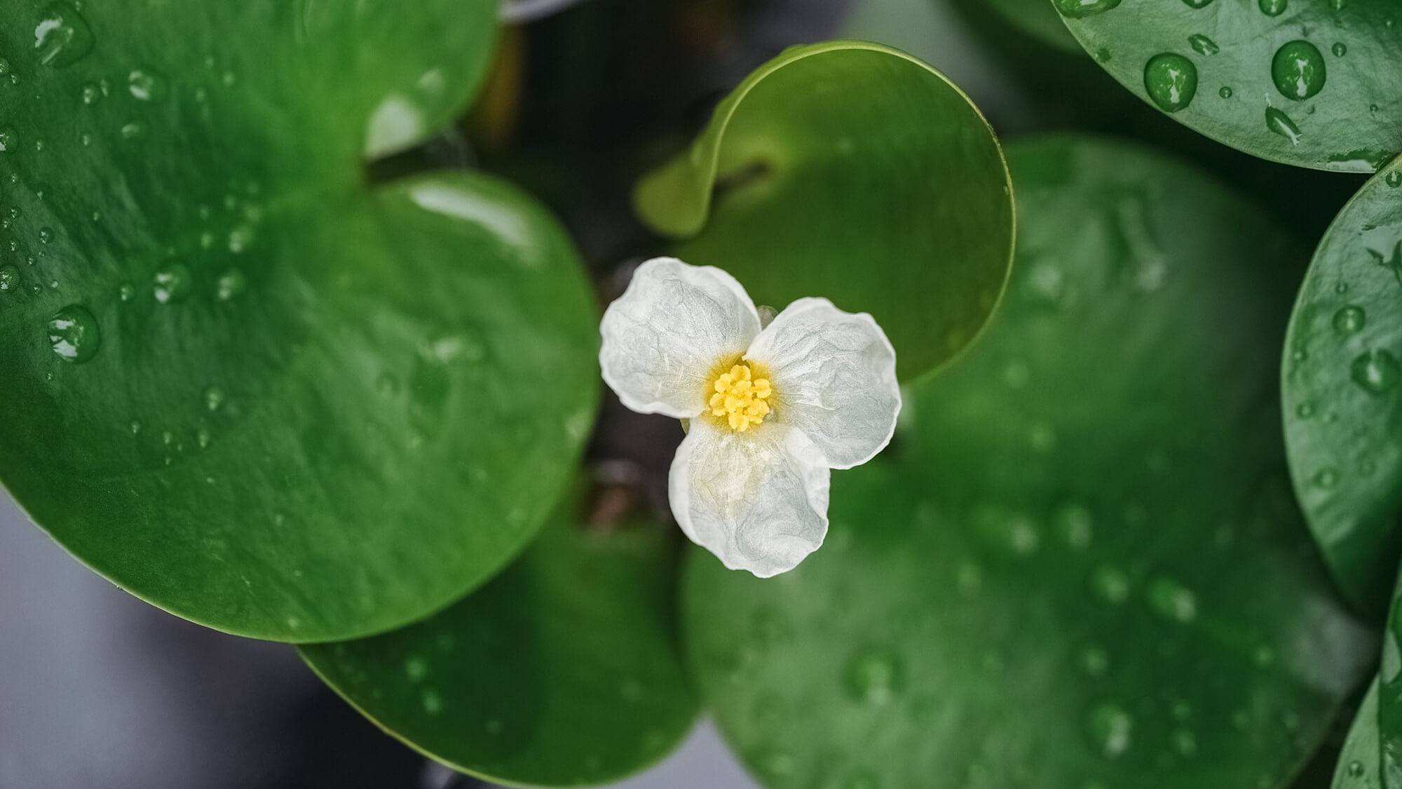 Alisma parviflora plante de bassin photographie n°2