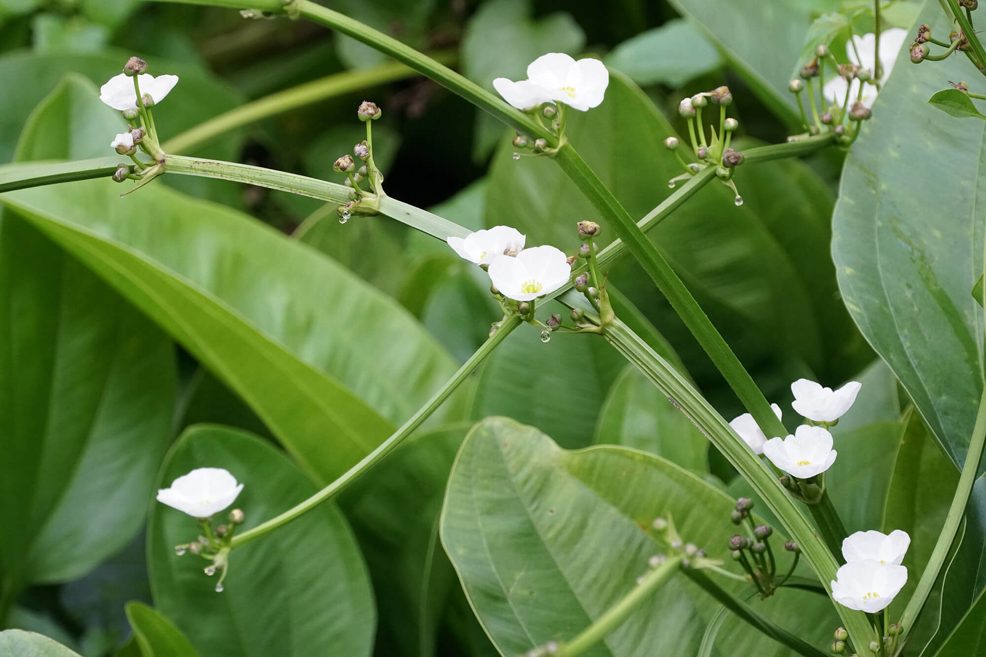 Alisma plantago-aquatica plante de bassin photographie n°2