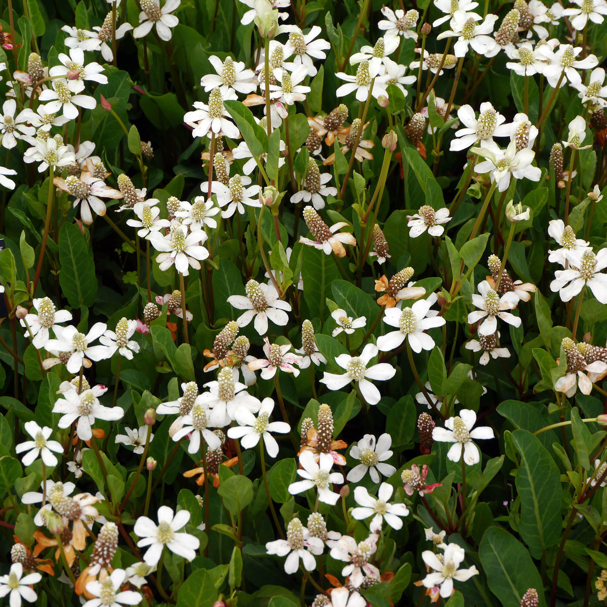 Anemopsis californica plante de bassin photographie n°2