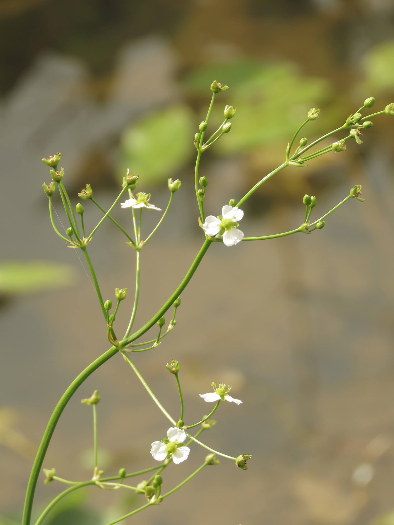 Baldellia ranunculoides plante de bassin photographie n°2
