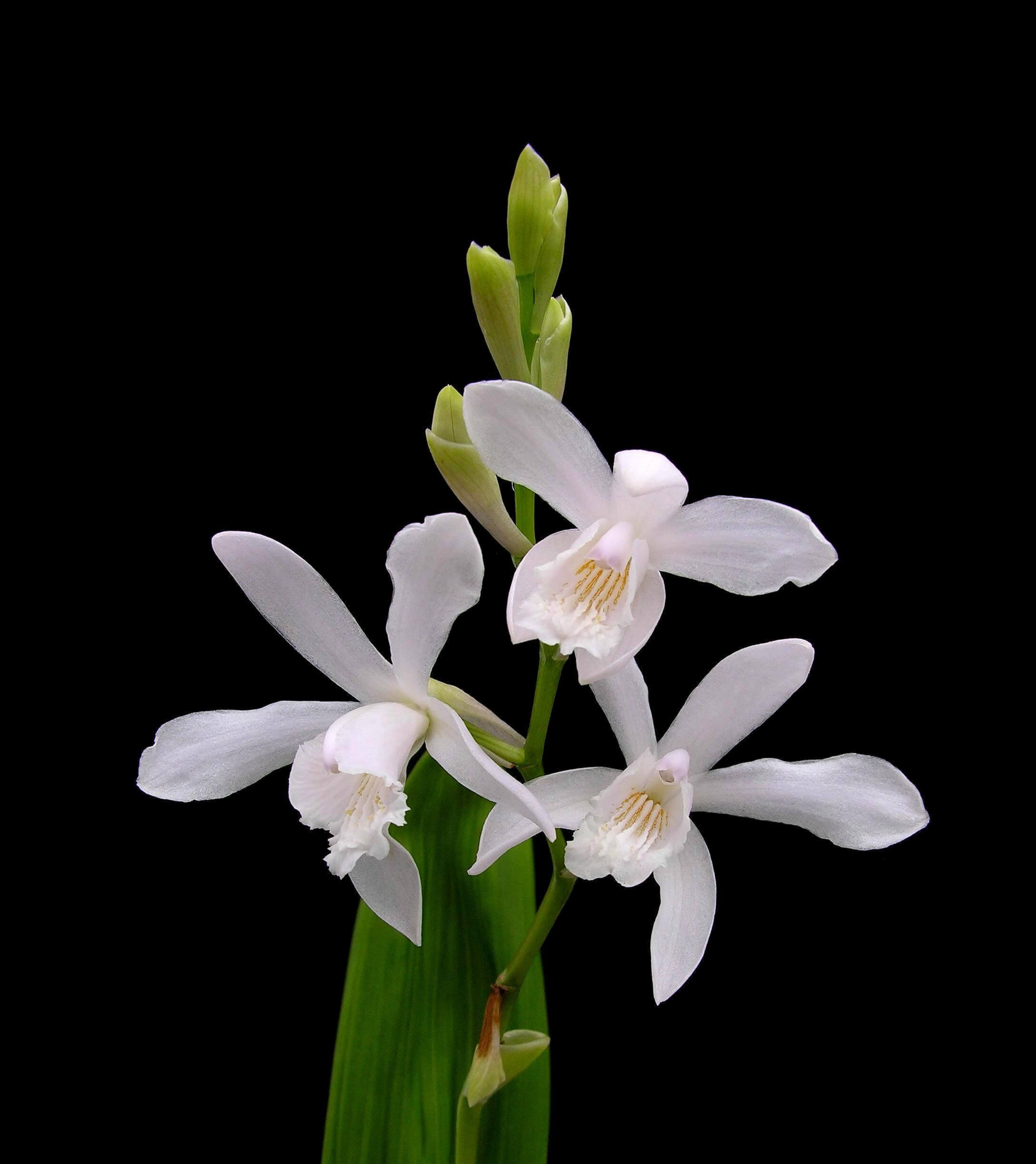 Bletilla striata Alba - Orchidée jacinthe blanche POT DE 9cm - Aquaplante