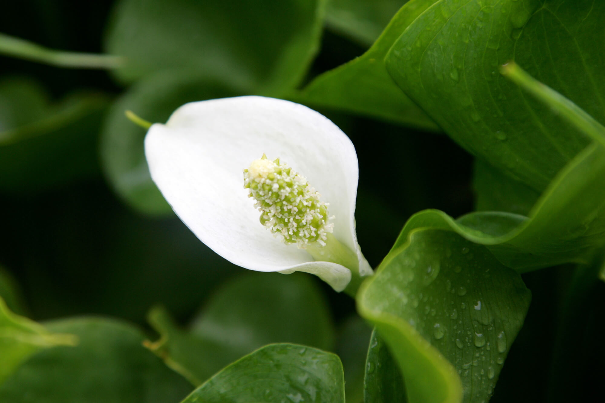 Calla palustris - Arum des marécages plante fleur bassin de jardin etang