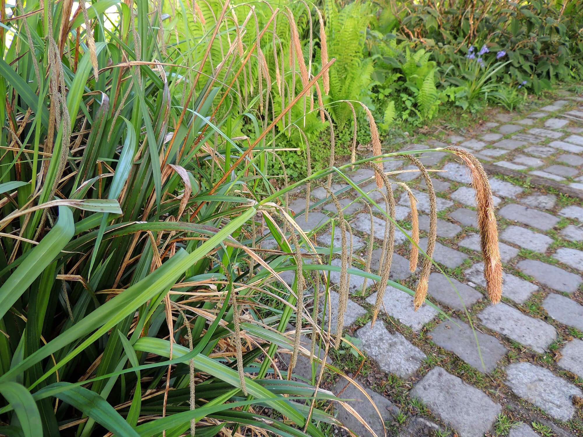 Carex pendula - Laîche pendante plante fleur bassin de jardin etang