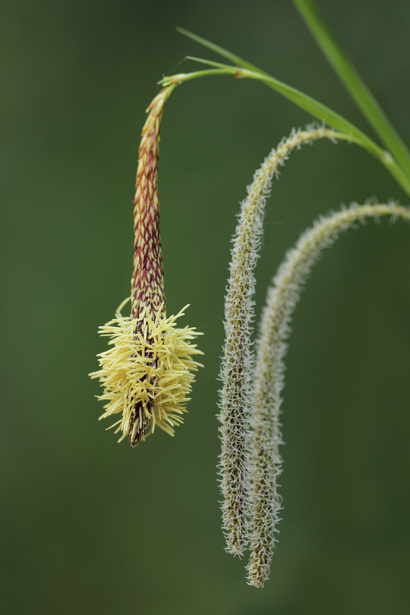 Carex pendula - Laîche pendante plante fleur bassin de jardin etang