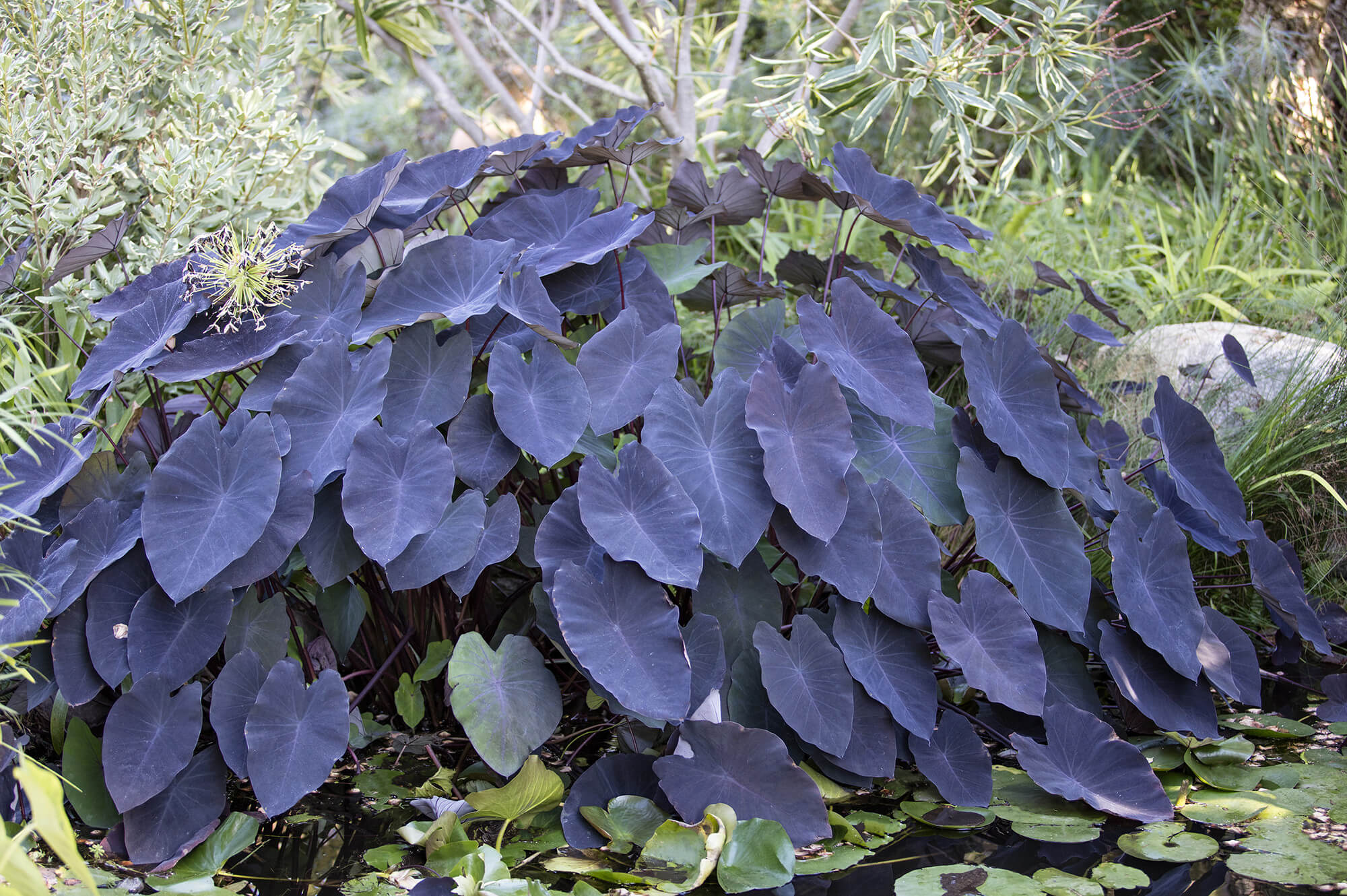 Colocasia rubra 'Black Magic' - Taro Black Magic plante fleur bassin de jardin etang