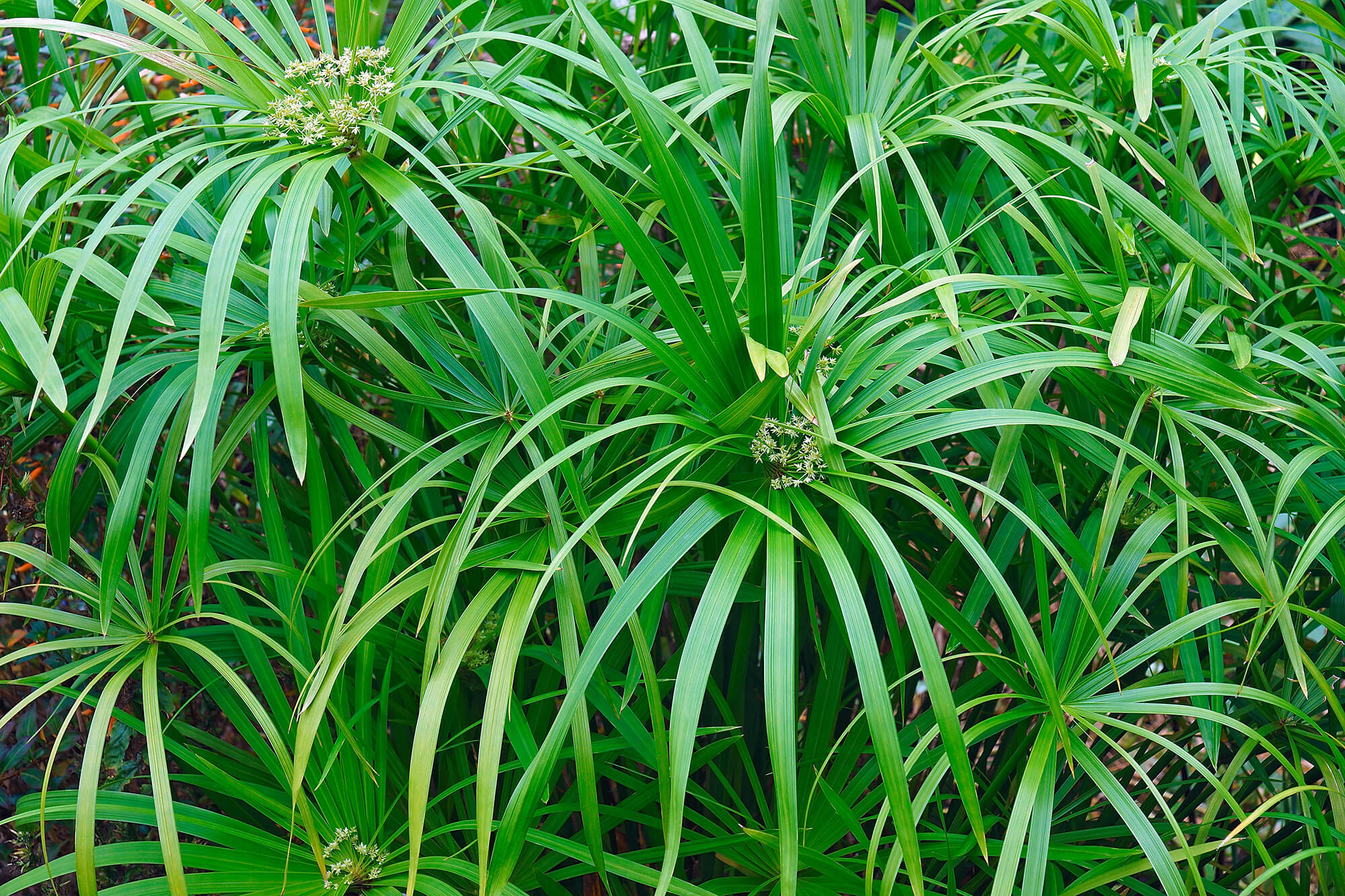 Cyperus alternifolius - Souchet ombrelle plante fleur bassin de jardin etang