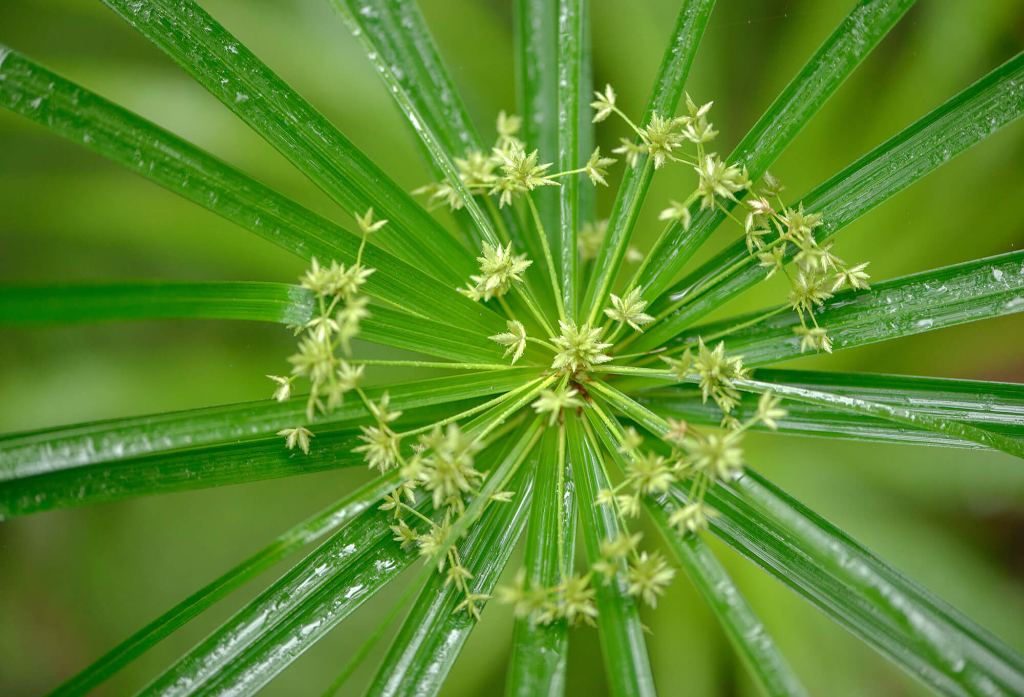 Cyperus alternifolius - Souchet ombrelle plante fleur bassin de jardin etang