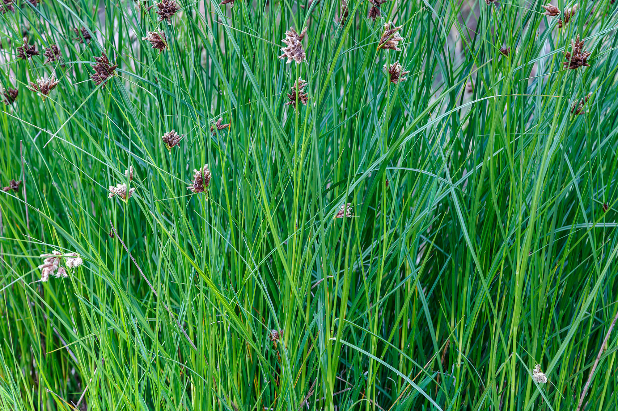 Cyperus longus - Souchet odorant plante fleur bassin de jardin etang
