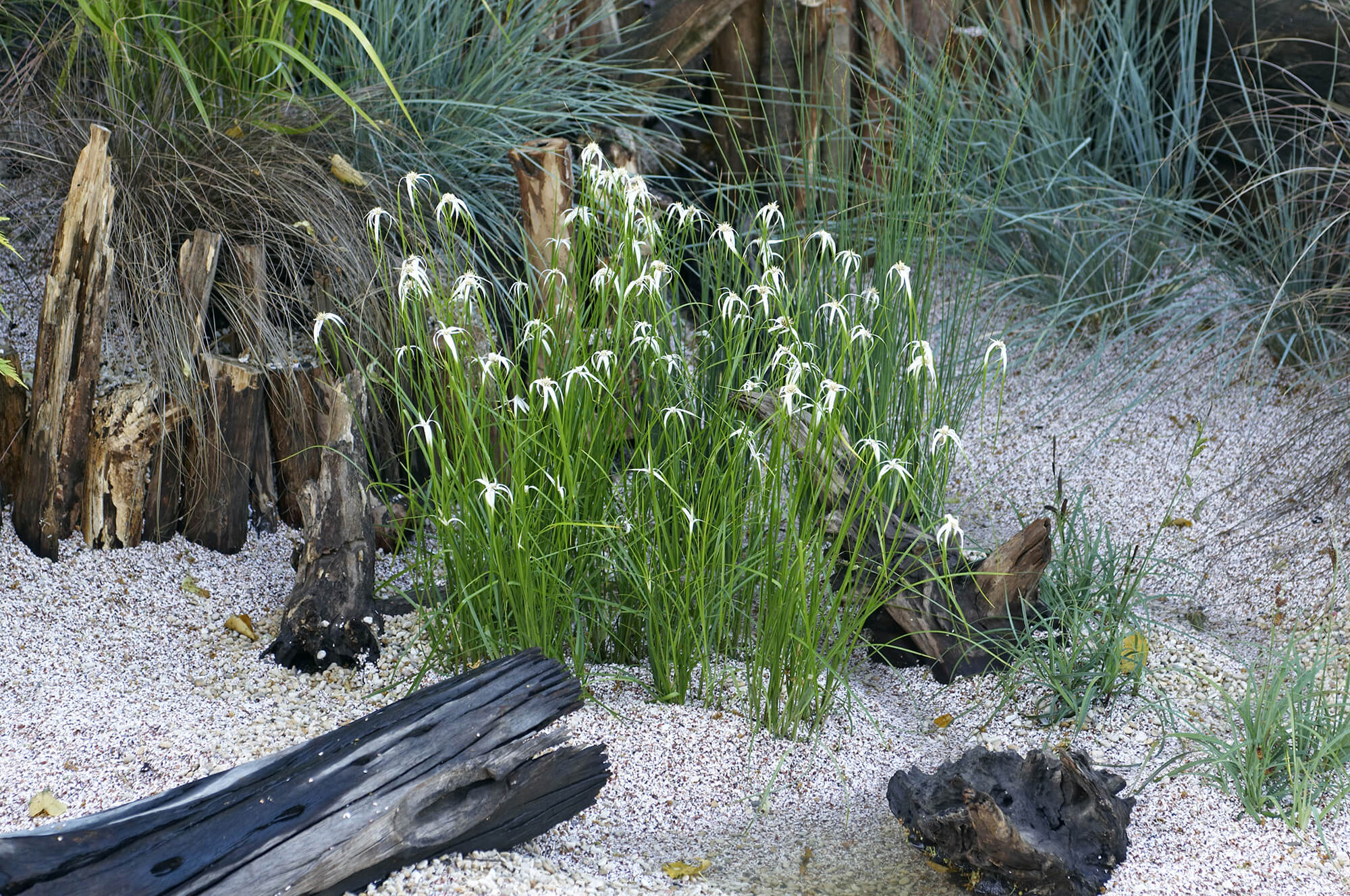 Dichromena colorata - Herbe étoilée plante fleur bassin de jardin etang
