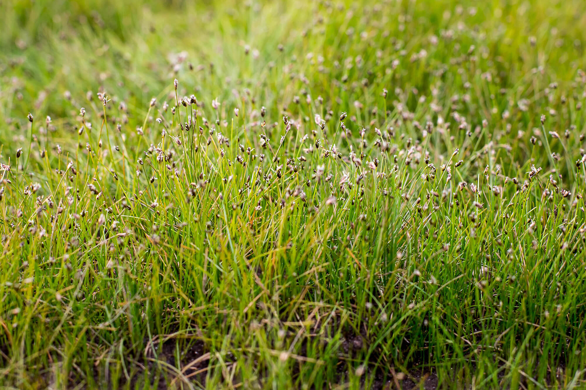 Eleocharis acicularis plante fleur bassin de jardin etang