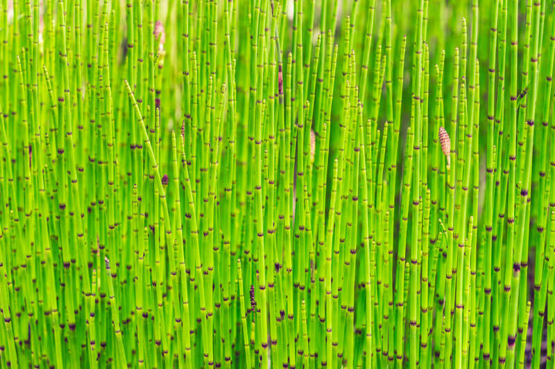 Equisetum fluviatilis - prêle des bourbiers plante fleur bassin de jardin etang