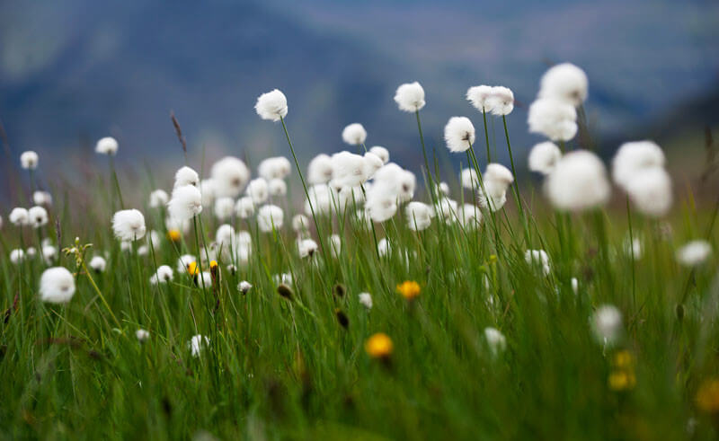 Eriophorum angustifolium - Linaigrette plante fleur bassin de jardin etang