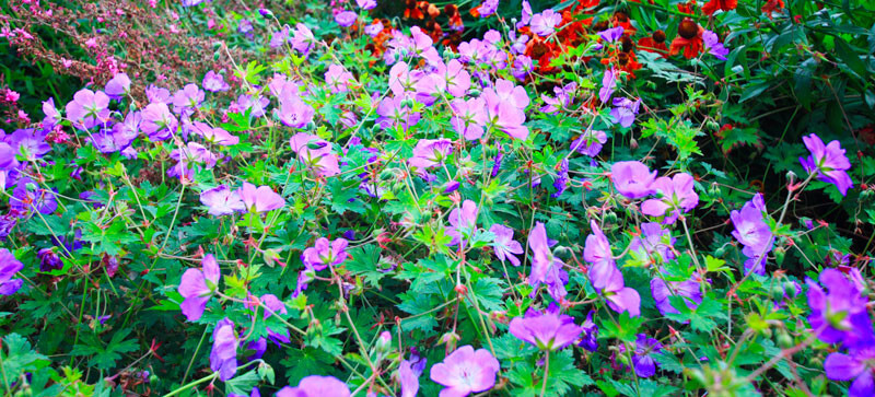 Geranium palustris - géranium des marais plante fleur bassin de jardin etang