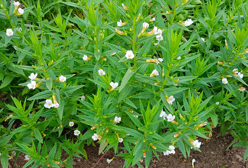 Gratiola officinalis - Gratiole plante fleur bassin de jardin etang