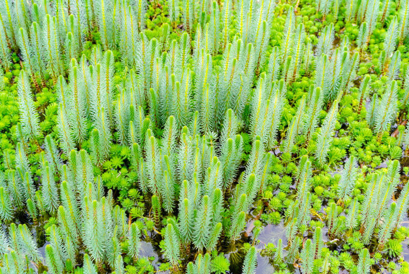 Hippuris vulgaris - pesse d'eau plante fleur bassin de jardin etang