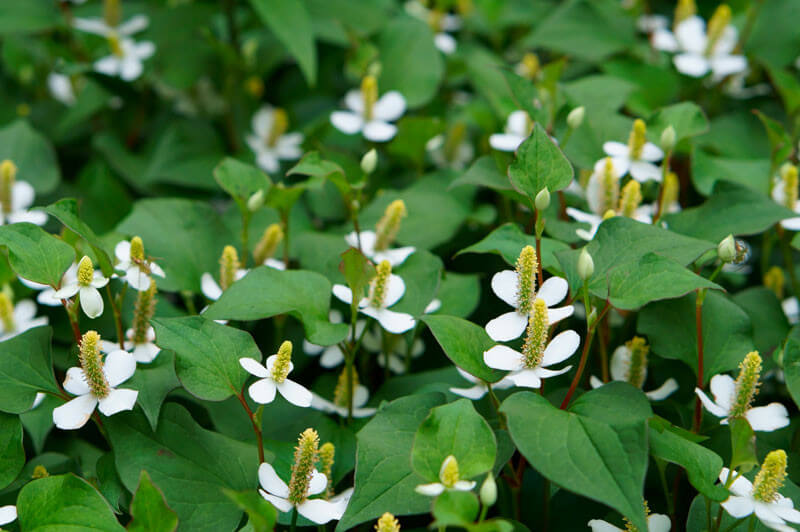 Houttuynia cordata plante fleur bassin de jardin etang
