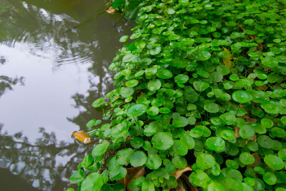 Hydrocotyle vulgaris - écuelle d'eau plante fleur bassin de jardin etang