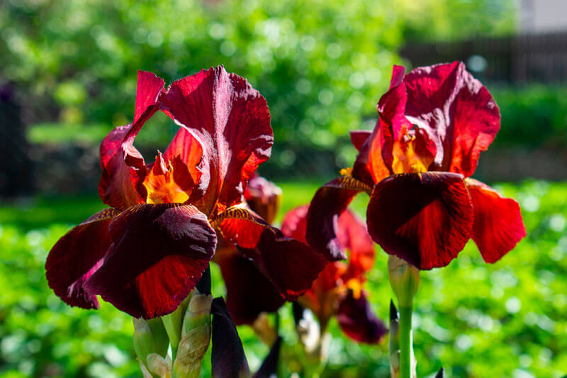 Iris "ann chowing" plante fleur bassin de jardin etang