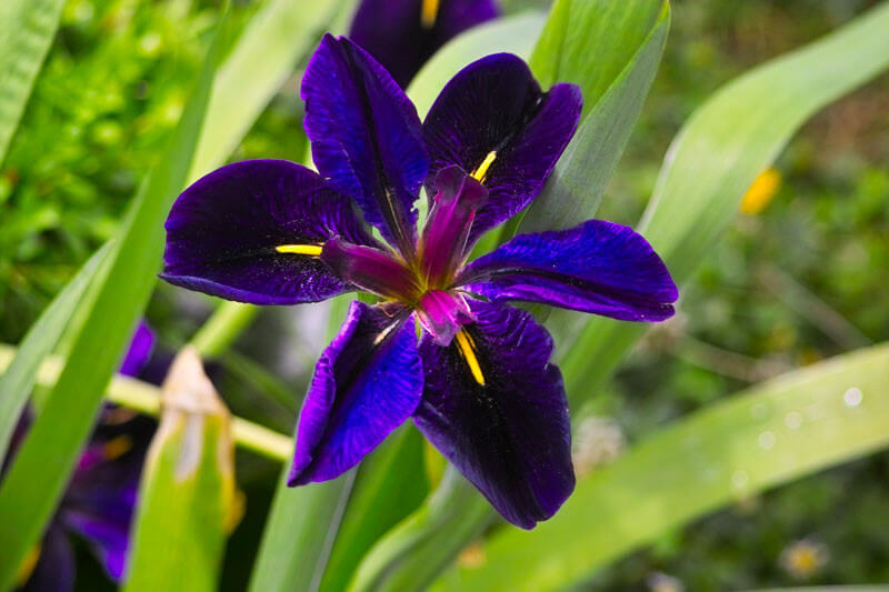Iris black "Gamecock" plante fleur bassin de jardin etang
