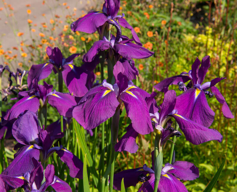 Iris kaempferi plante fleur bassin de jardin etang