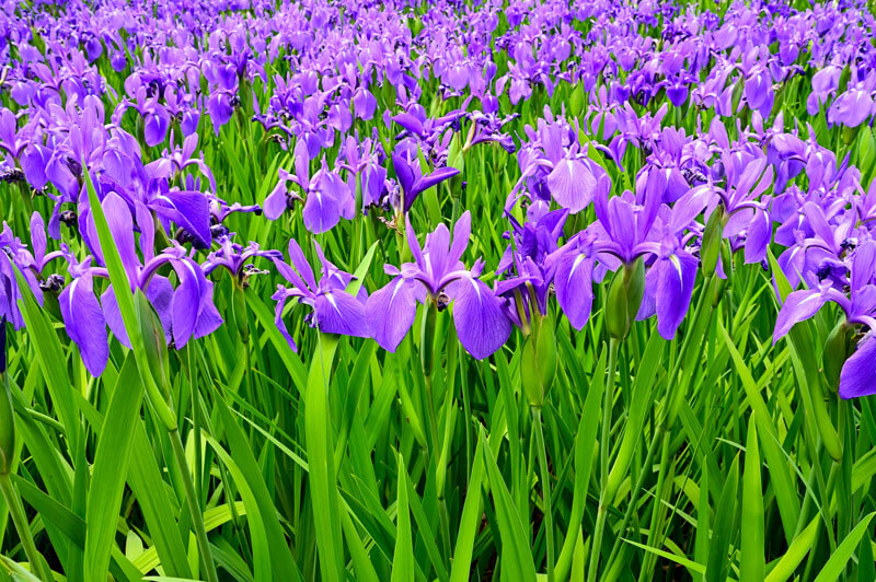 Iris laevigata plante fleur bassin de jardin etang