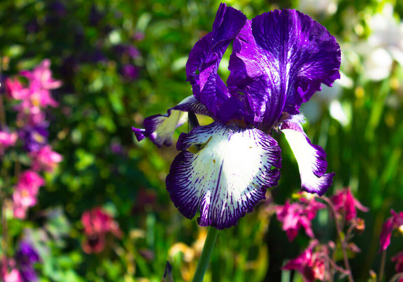 Iris laevigata 'Mottled Beauty' plante fleur bassin de jardin etang