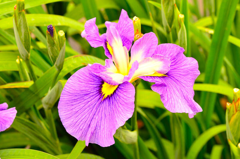 Iris laevigata 'Rose Queen' plante fleur bassin de jardin etang