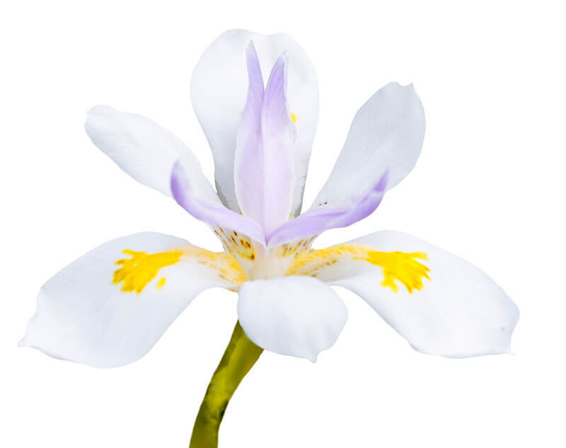 Iris laevigata 'Snowdrift' plante fleur bassin de jardin etang