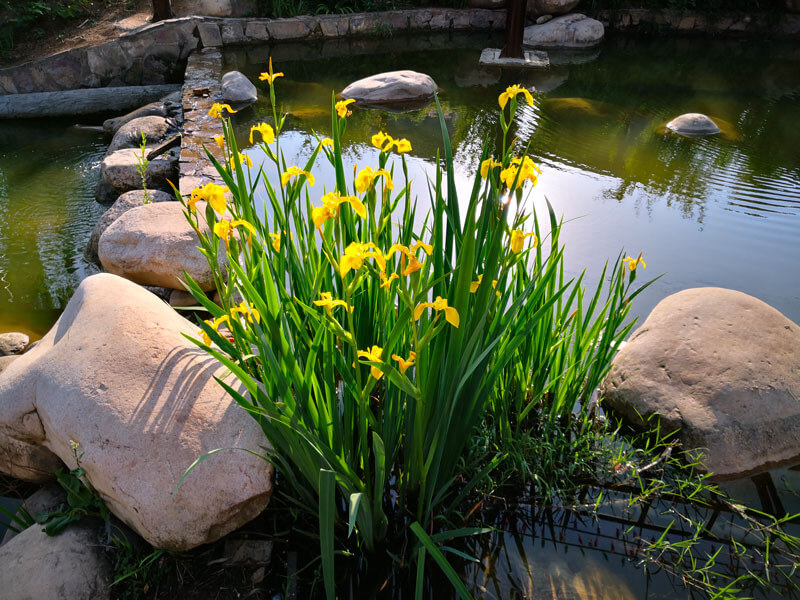 Iris pseudacorus plante fleur bassin de jardin etang