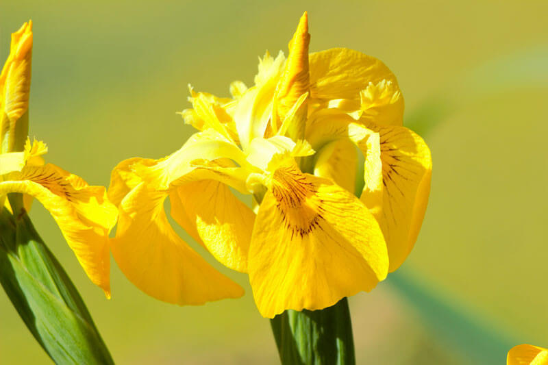 Iris pseudacorus 'Variegata' plante fleur bassin de jardin etang