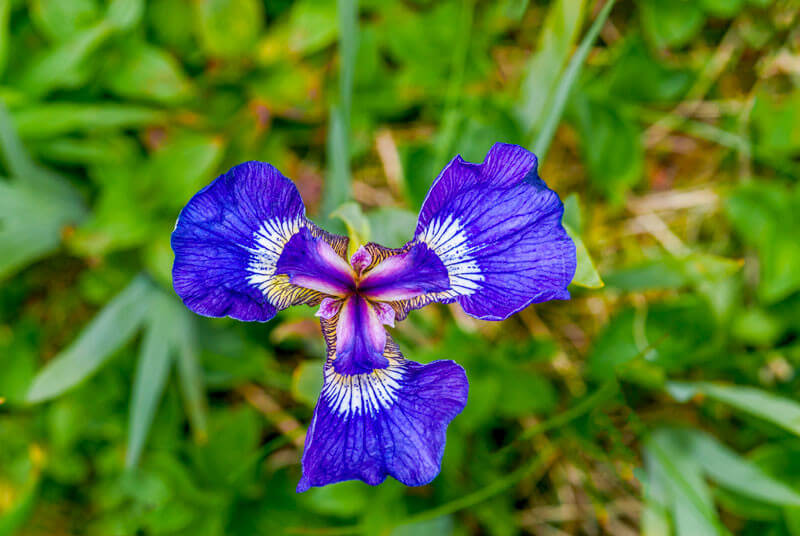 Iris siberica plante fleur bassin de jardin etang