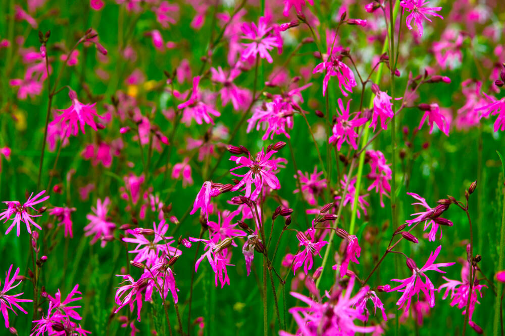Lychnis flos-cuculi plante fleur bassin de jardin etang